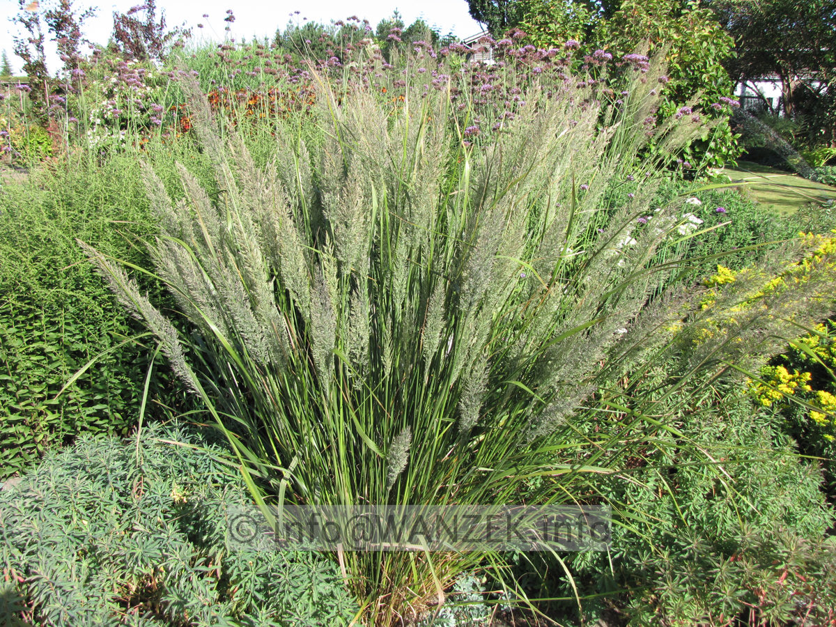 Calamagrostis brachytricha - Diamantgras 01.JPG